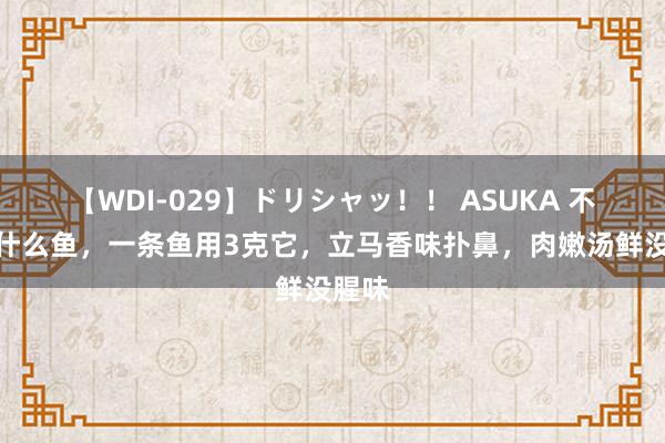 【WDI-029】ドリシャッ！！ ASUKA 不管炖什么鱼，一条鱼用3克它，立马香味扑鼻，肉嫩汤鲜没腥味