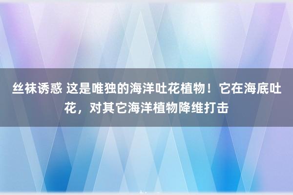 丝袜诱惑 这是唯独的海洋吐花植物！它在海底吐花，对其它海洋植